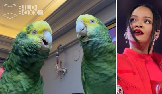 Papageien imitieren Rihanna im Duett