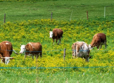Tödliche Kuh-Attacke in Österreich