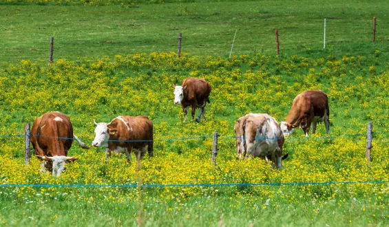 Tödliche Kuh-Attacke in Österreich