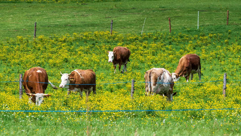 Tödliche Kuh-Attacke in Österreich