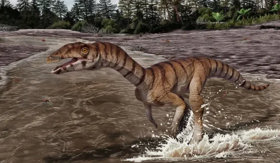 Skurriler Zweig der EvolutionZweibeiniges Krokodil ohne Zähne entdeckt