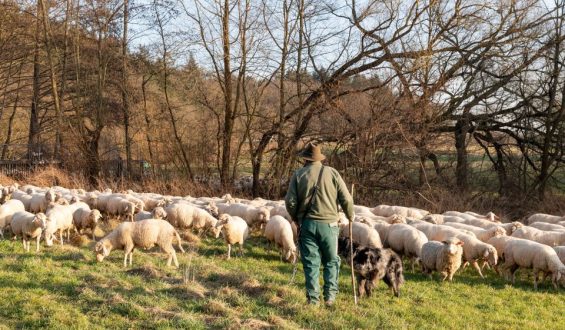 Gerichtsprozess nach Zugunglück mit Schafherde in Portugal