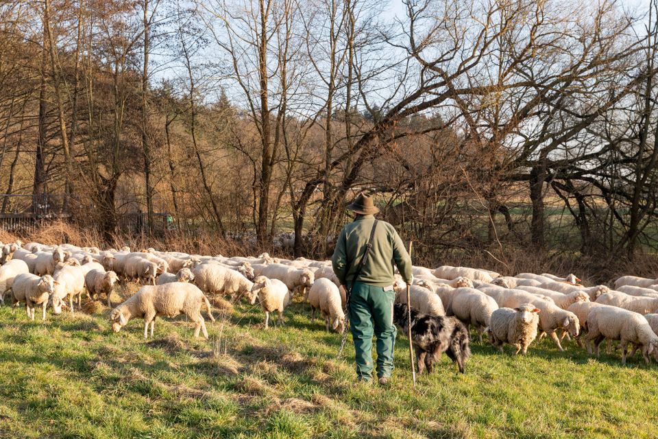 Gerichtsprozess nach Zugunglück mit Schafherde in Portugal