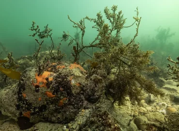 Meerestemperaturen und El Niño: Klimawandel auf Rekordkurs