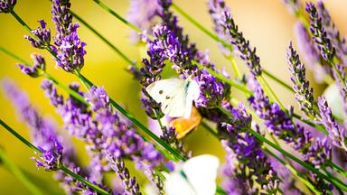Blumenkästen für den Sommer: Pflanz- und Pflegehinweise