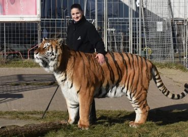 Tiger bei Leipzig ausgebrochen: Ein Vorfall mit fatalem Ende