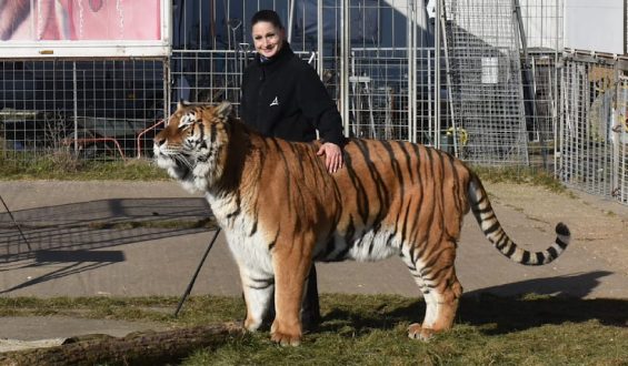 Tiger bei Leipzig ausgebrochen: Ein Vorfall mit fatalem Ende