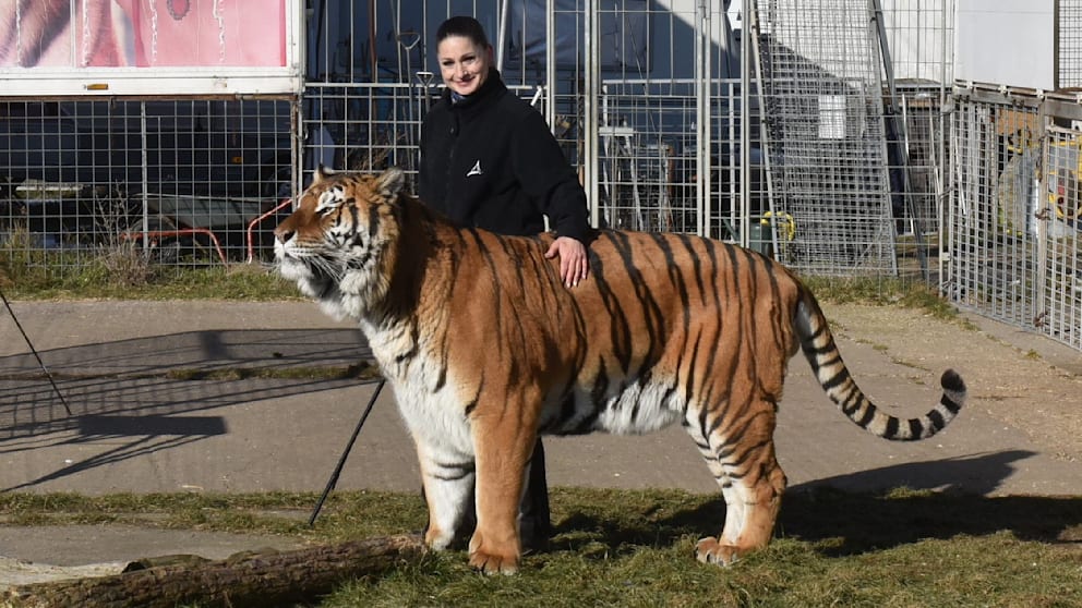 Tiger bei Leipzig ausgebrochen: Ein Vorfall mit fatalem Ende