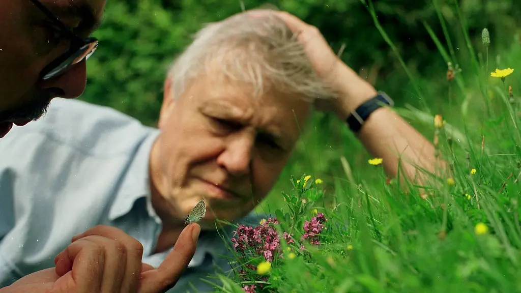 Zum 100. Geburtstag von Sir David Attenborough: Ein Leben für die Natur