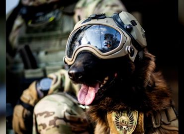 Antiterror-Hund Hormon: Ein Star der Warschauer Polizei