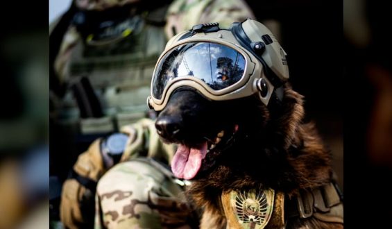 Antiterror-Hund Hormon: Ein Star der Warschauer Polizei