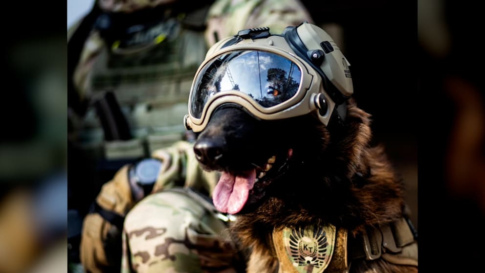 Antiterror-Hund Hormon: Ein Star der Warschauer Polizei