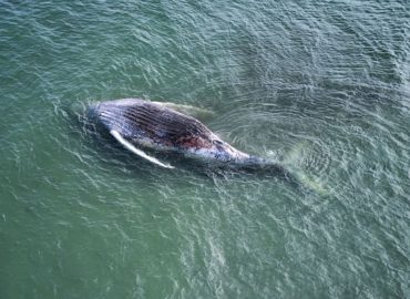 Tod eines Buckelwals vor Anholt: Ursachen werden untersucht