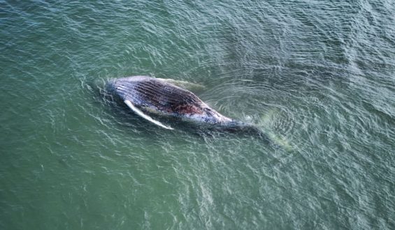 Tod eines Buckelwals vor Anholt: Ursachen werden untersucht
