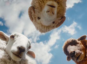 Glennkill: Ein Schafskrimi im Kino