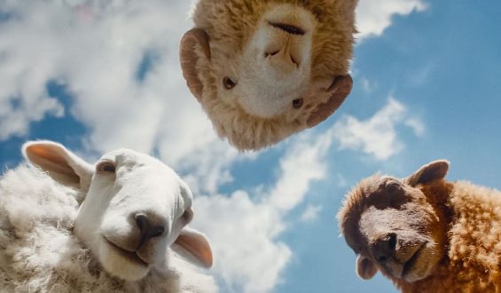 Glennkill: Ein Schafskrimi im Kino