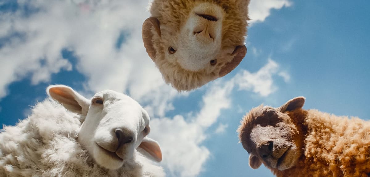 Glennkill: Ein Schafskrimi im Kino