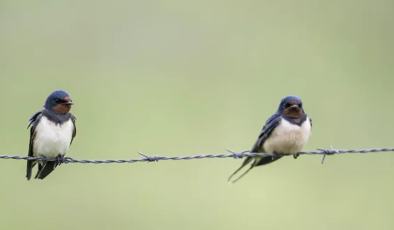 Besorgniserregender Rückgang bei Gartenvögeln in Deutschland