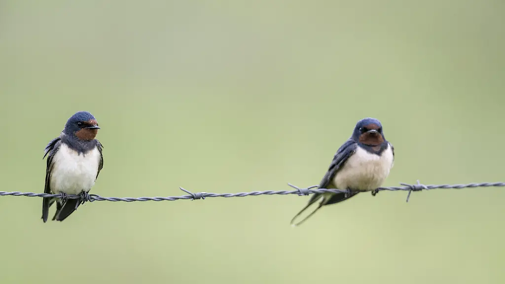 Besorgniserregender Rückgang bei Gartenvögeln in Deutschland