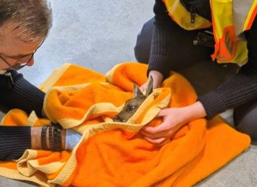 Polizei in Unterfranken wird zu Geburtshelfern nach Wildunfall