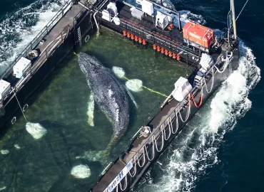 Helfer berichtet über Freilassung eines Buckelwals in der Nordsee