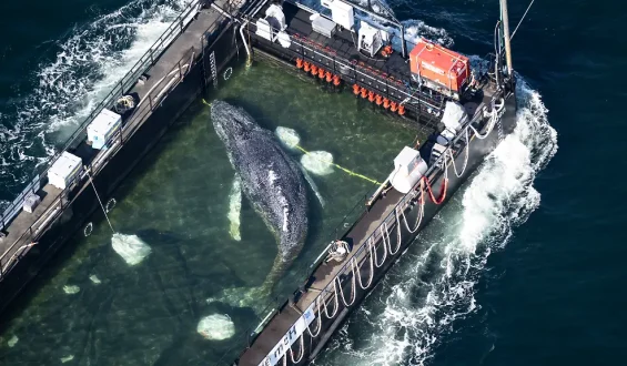Helfer berichtet über Freilassung eines Buckelwals in der Nordsee