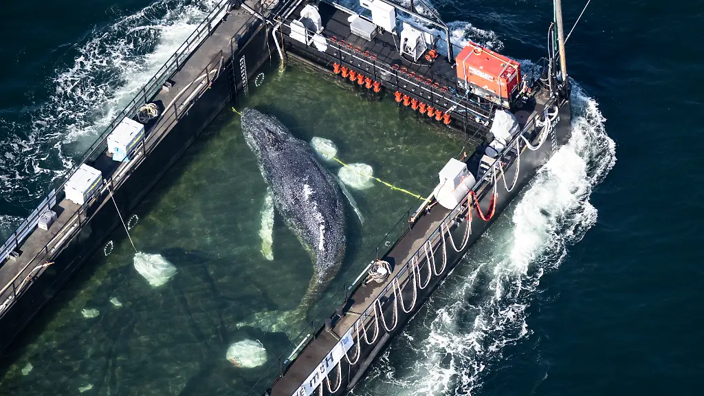 Helfer berichtet über Freilassung eines Buckelwals in der Nordsee