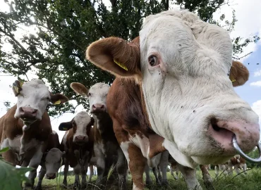 Erneuter Rinder-Diebstahl in Brandenburg – 48 Tiere gestohlen