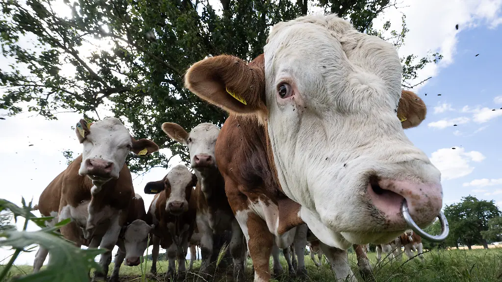 Erneuter Rinder-Diebstahl in Brandenburg – 48 Tiere gestohlen