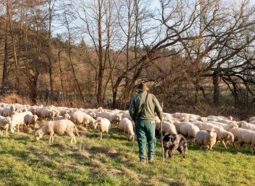 Zugunglück bringt Hirten vor Gericht
