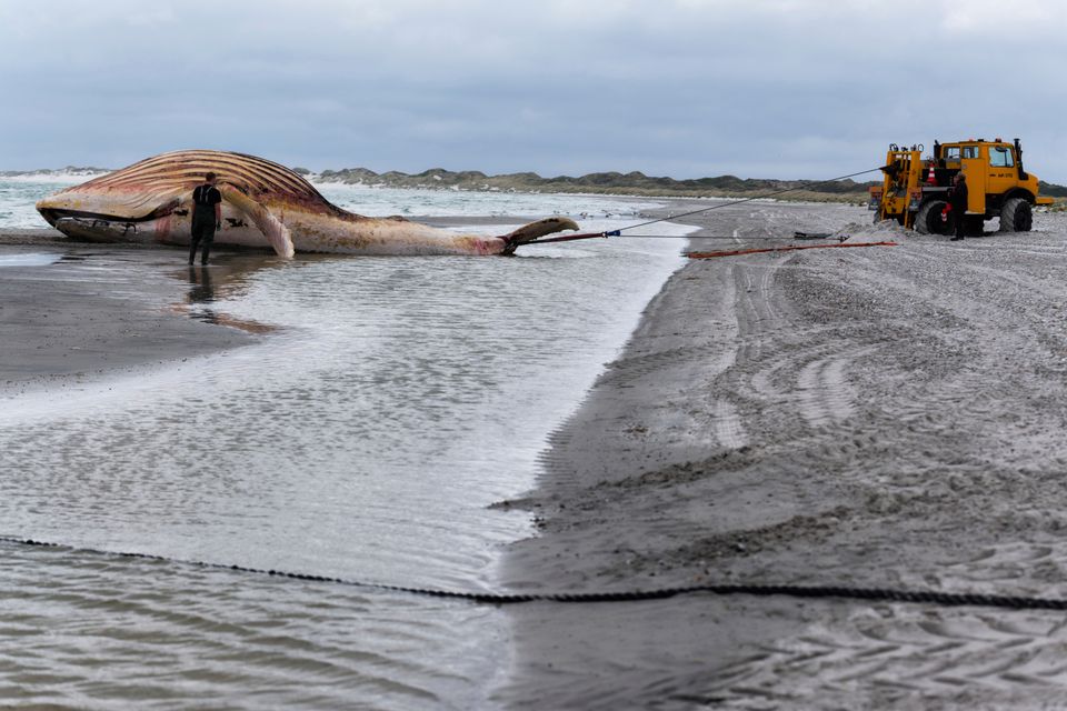 Bergung des toten Buckelwals vor Anholt