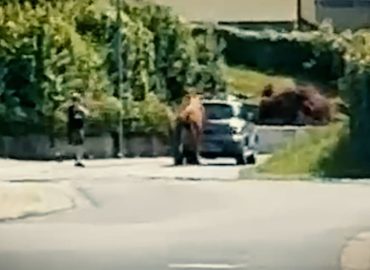 Polizeieinsatz in Hessen: Bulle greift Auto an
