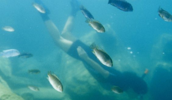 Taucherlebnis im Malawi-See