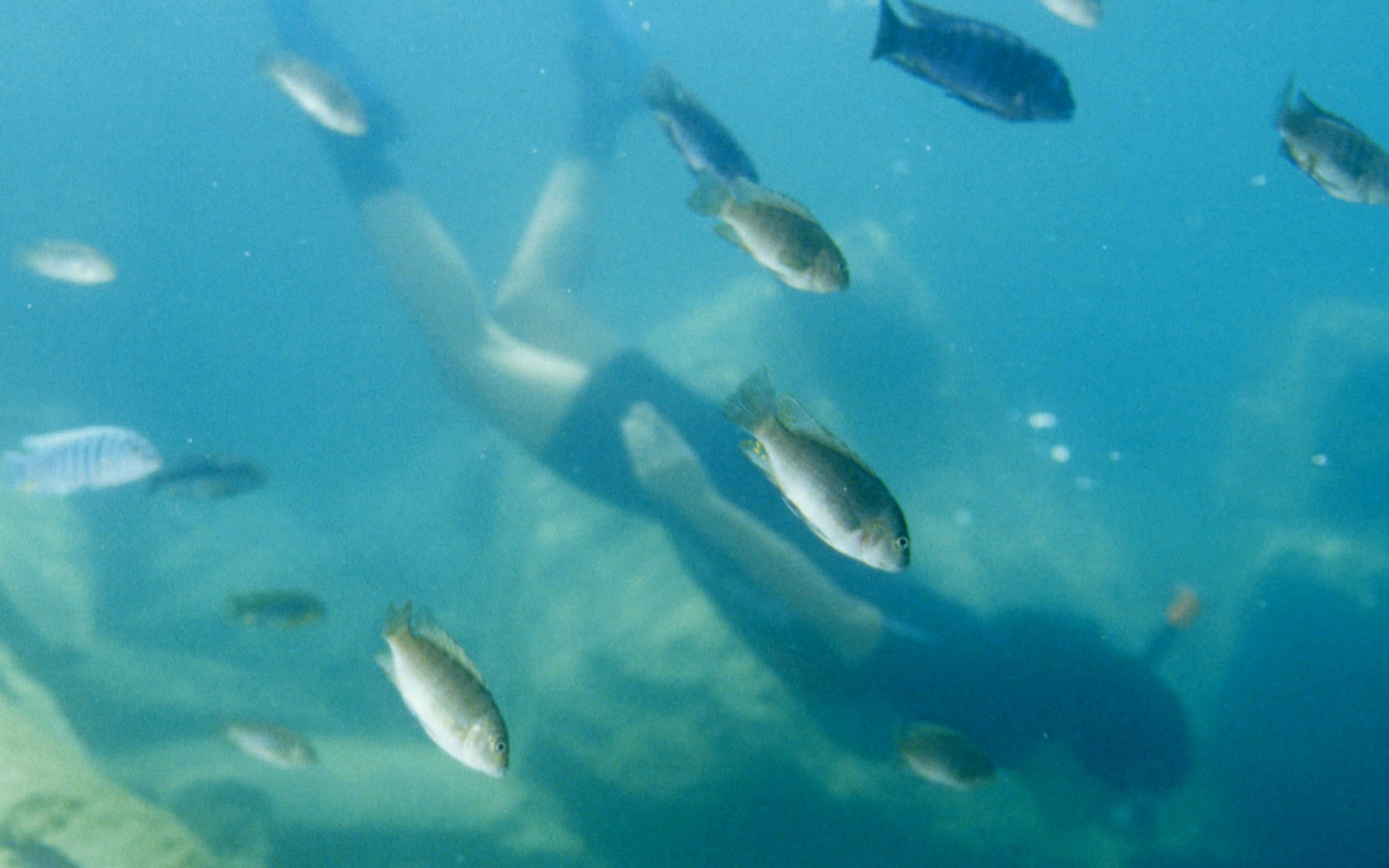 Taucherlebnis im Malawi-See