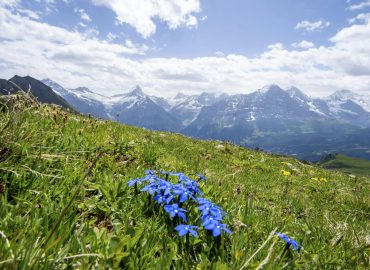 Der Enzian: Die Ikone der Alpenblumen