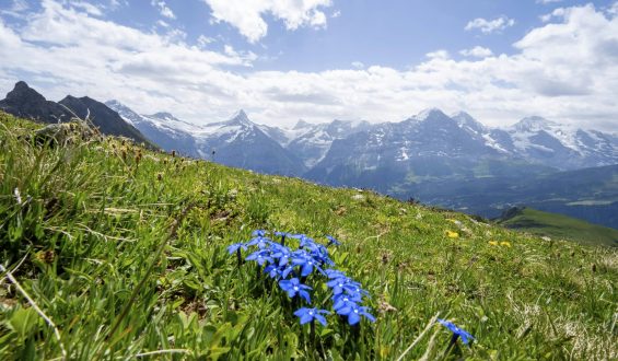 Der Enzian: Die Ikone der Alpenblumen