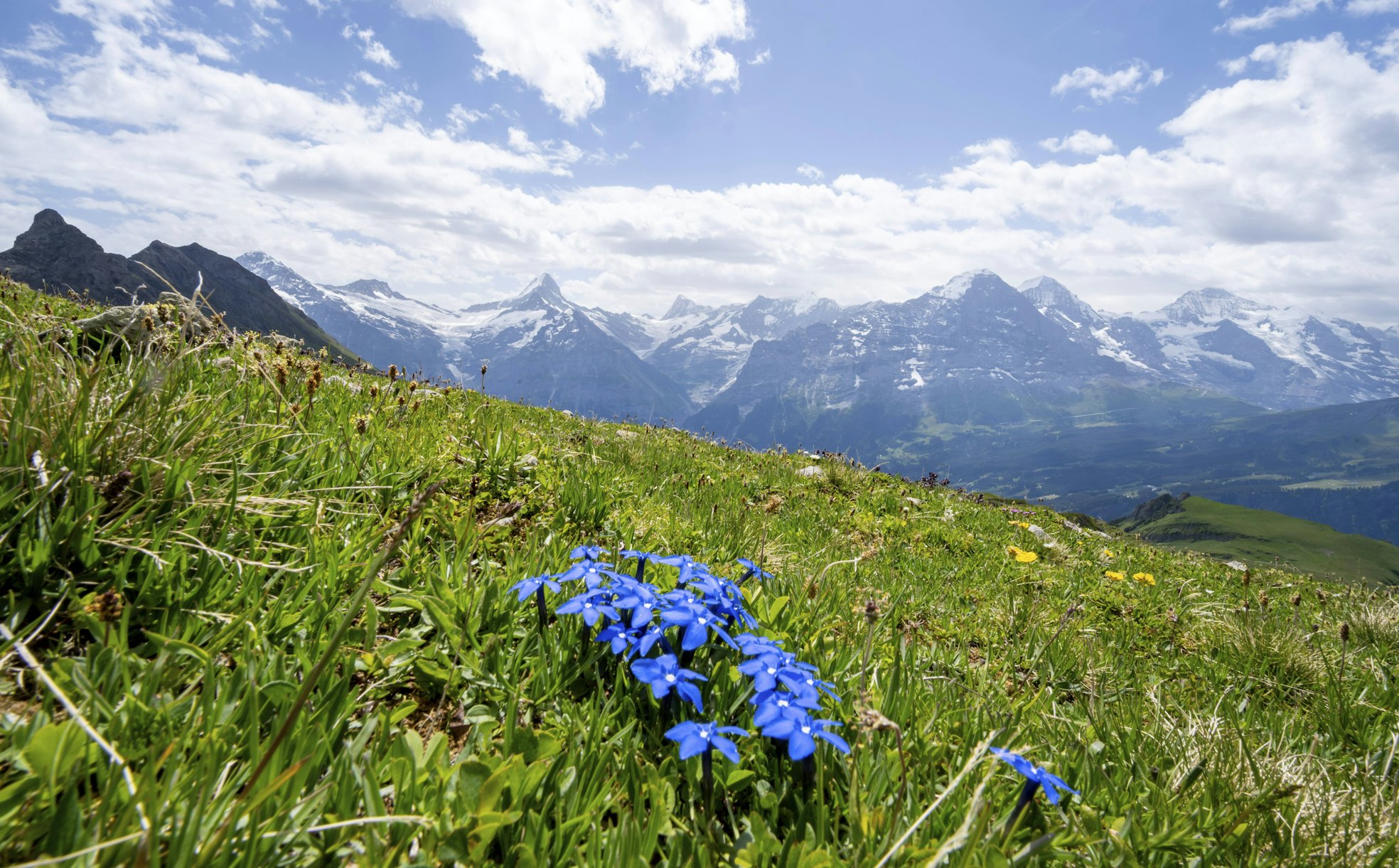 Der Enzian: Die Ikone der Alpenblumen