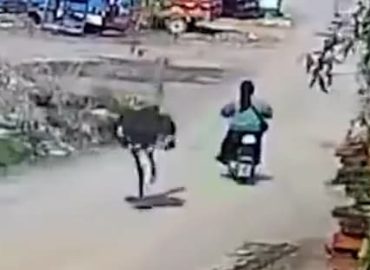 Rollerfahrerin in China von Strauß verfolgt