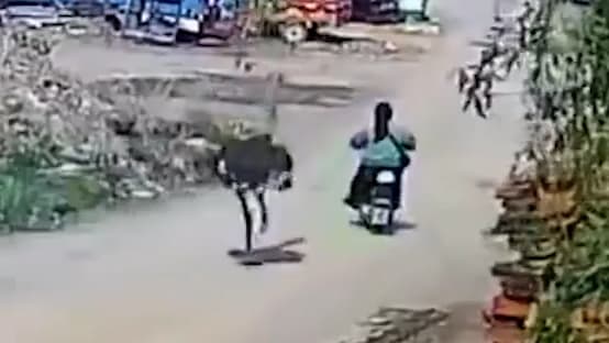 Rollerfahrerin in China von Strauß verfolgt