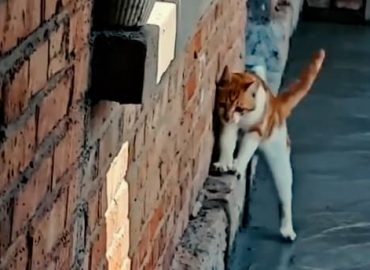 Katze hinterlässt Pfotenabdrücke im frischen Zement