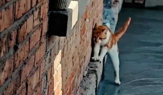 Katze hinterlässt Pfotenabdrücke im frischen Zement