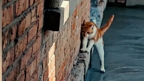 Katze hinterlässt Pfotenabdrücke im frischen Zement
