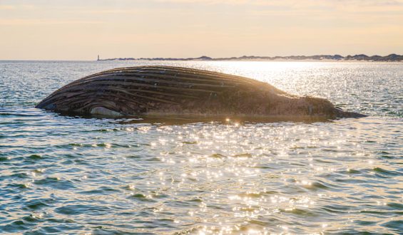 Toter Wal in der Ostsee: Überraschende Entdeckung über Timmy