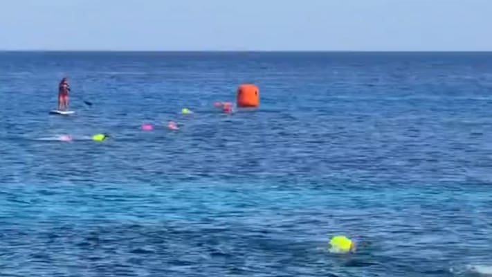 Krokodil nähert sich Schwimmwettbewerb auf mexikanischer Ferieninsel