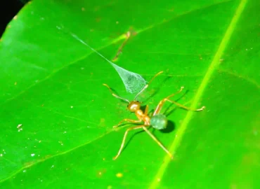 Spinne mit einzigartigem Beutefang