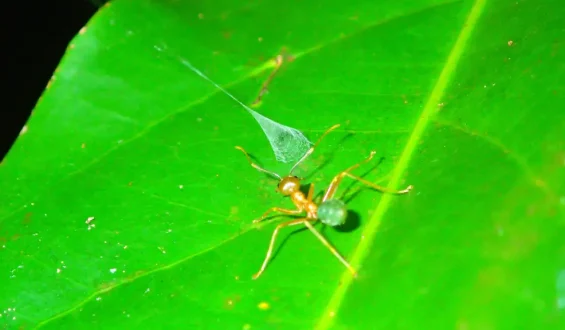 Spinne mit einzigartigem Beutefang