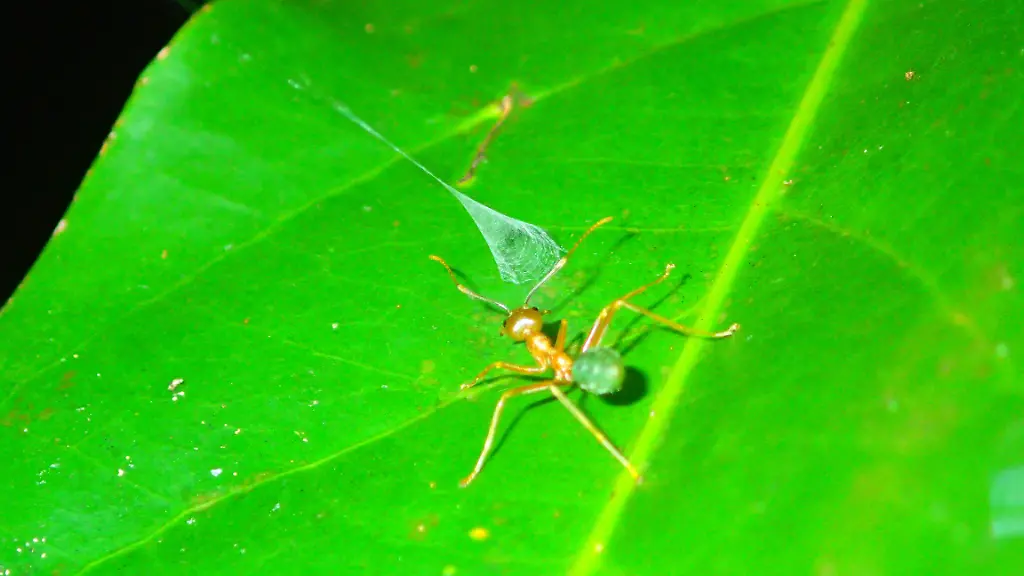 Spinne mit einzigartigem Beutefang