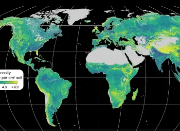 Das gigantische unterirdische Netzwerk der Pilze