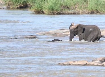 Drama am Fluss: Rettung eines Elefanten-Babys
