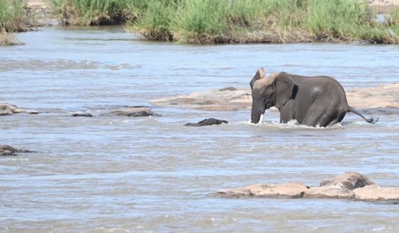 Drama am Fluss: Rettung eines Elefanten-Babys